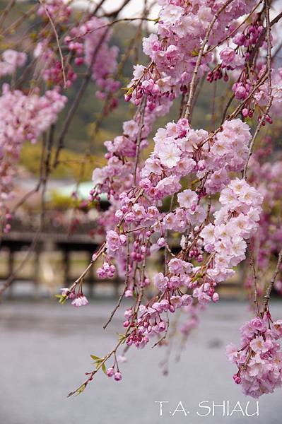 嵐山嵯峨野