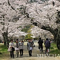 京都‧嵐山嵯峨野