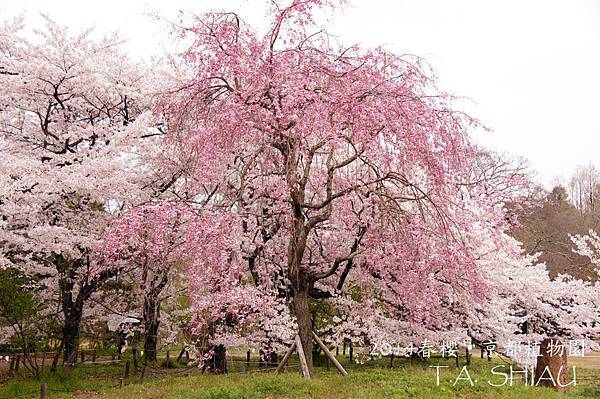 京都府立植物園