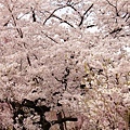 京都府立植物園