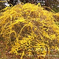 京都府立植物園