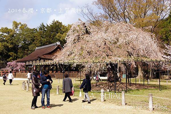 京都‧上賀茂神社