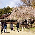 京都‧上賀茂神社