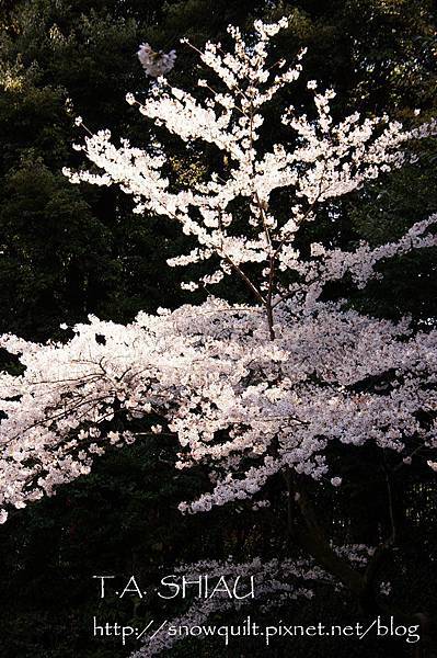 京都‧平安神宮