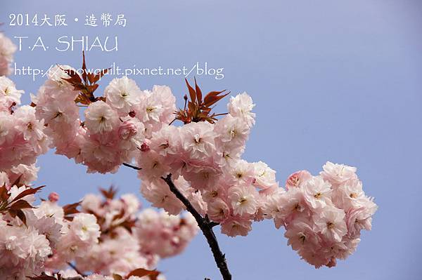 大阪‧造幣局的櫻花