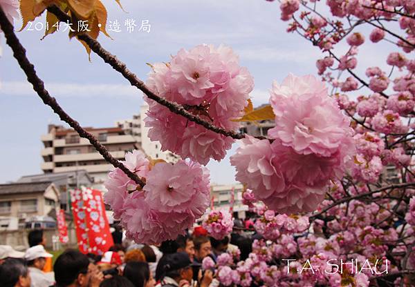 大阪‧造幣局的櫻花