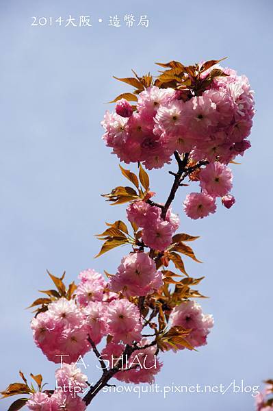 大阪‧造幣局的櫻花