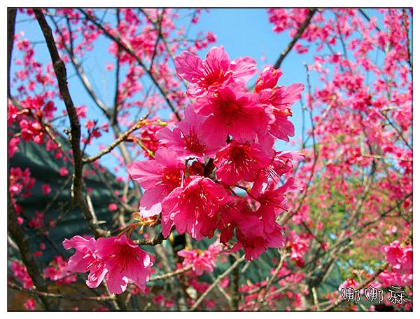 花花