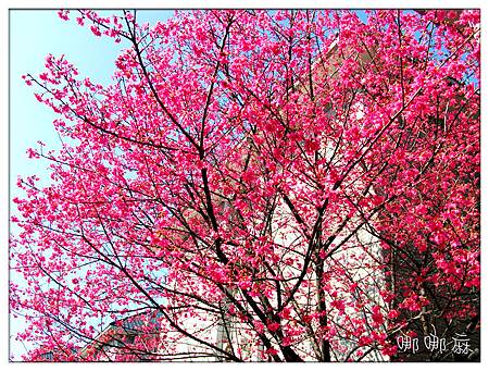 大櫻花樹