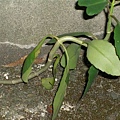 plant059.JPG