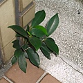 plant062.JPG