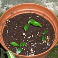 plant054.JPG