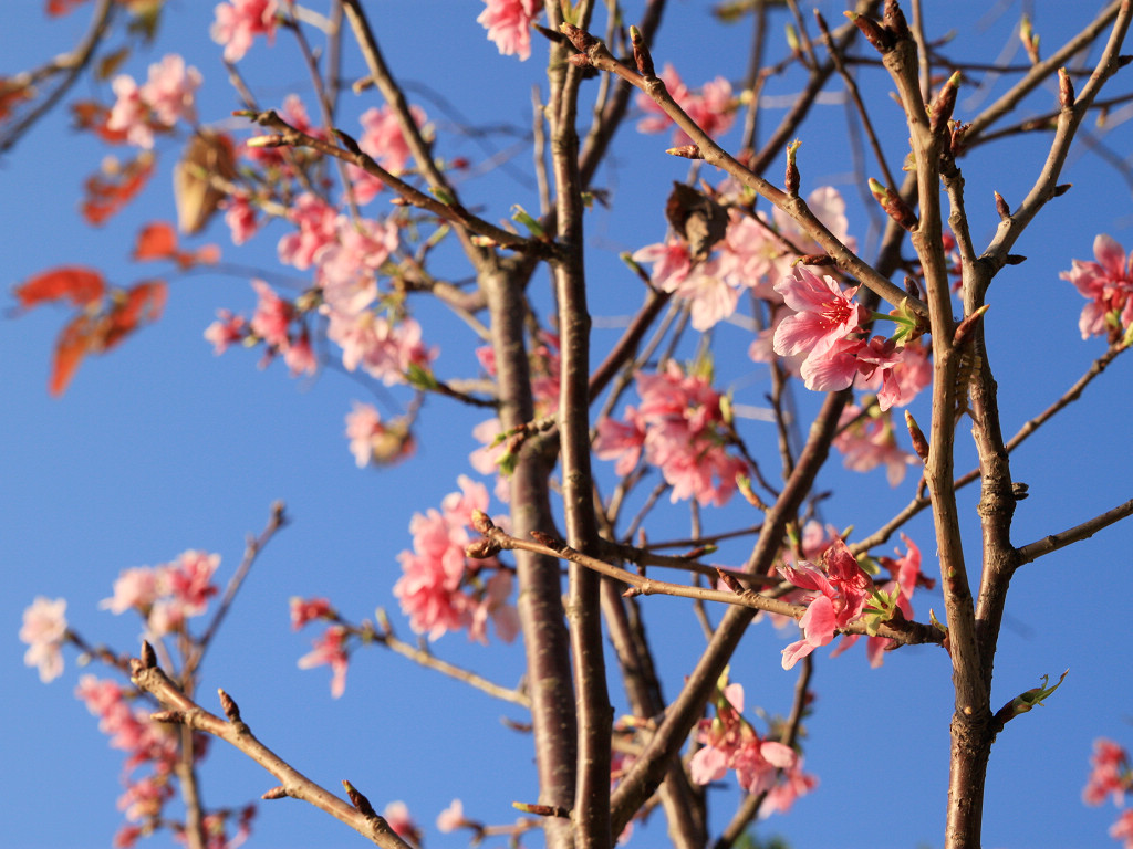 桃花庵裡桃花仙