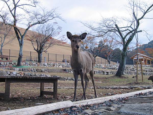 奈良～若草山＋鹿