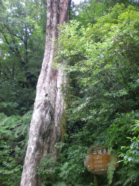 拉拉山 二號巨木
