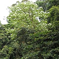 路上遇到的第一棵油桐花樹