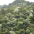 對面山坡茂密的油桐花樹