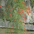 小紅花還真像小辣椒