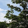 在藍天白雲下搖曳生姿的桐花