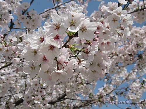 公園的櫻花