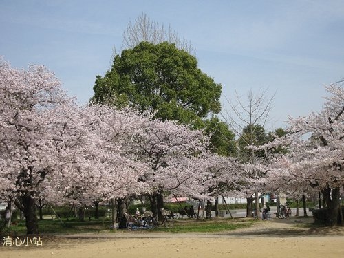 公園的櫻花