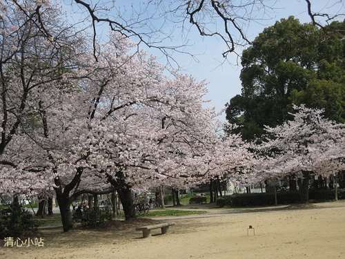 公園的櫻花