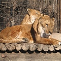 全球獨一無二的獅子老虎共處的地方 這一對是獅虎