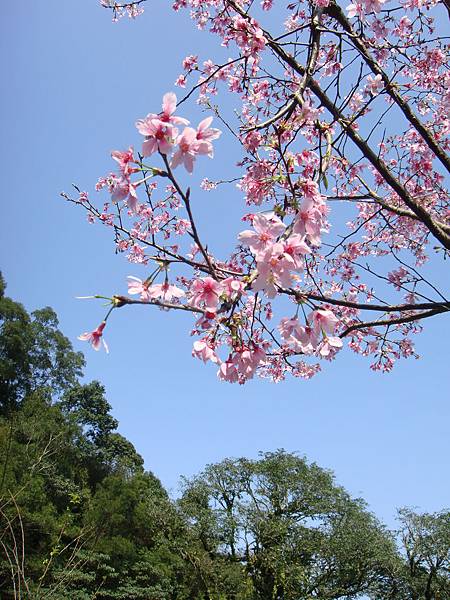 烏來西羅岸路山櫻花1.JPG