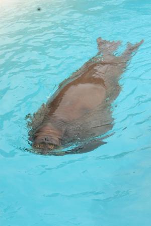 aquarium-du-quebec