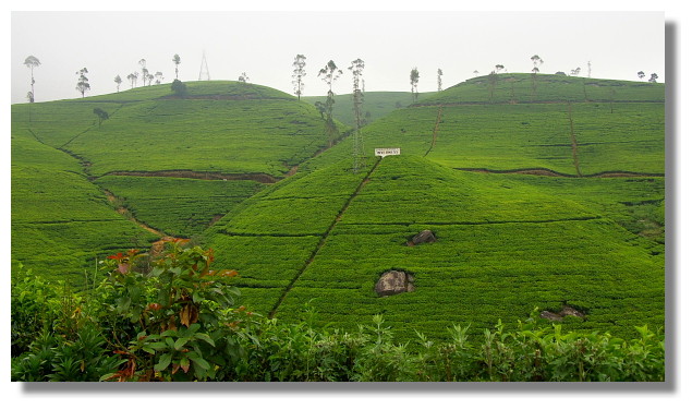 Nuwara Eliya努瓦拉艾莉亞茶園