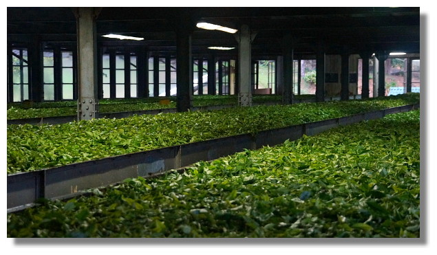 Nuwara Eliya努瓦拉艾莉亞製茶工廠 Nuwara Eliya努瓦拉艾莉亞製茶工廠