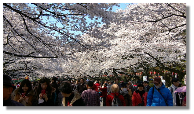 上野恩賜公園櫻花