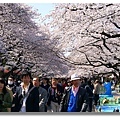 上野恩賜公園櫻花