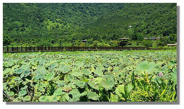 馬太鞍溼地