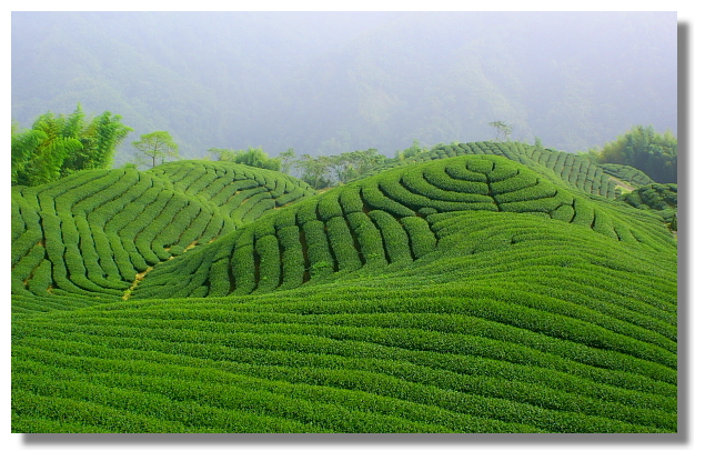 八卦茶園