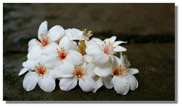 土城承天禪寺賞桐花