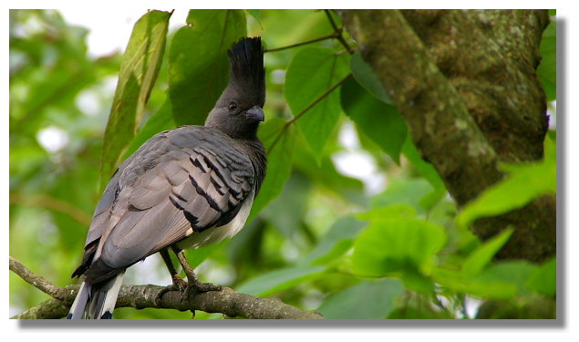 新竹綠世界生態農場白腹僧帽鳥 新竹綠世界生態農場白腹僧帽鳥