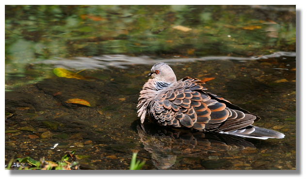 斑鳩 斑鳩