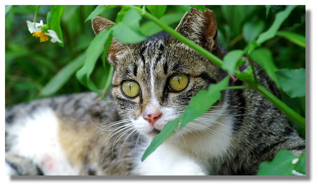 猴硐(侯硐)貓村 猴硐(侯硐)貓村