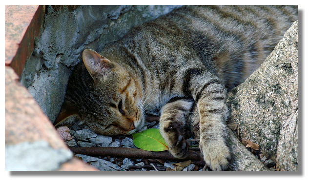 猴硐(侯硐)貓村