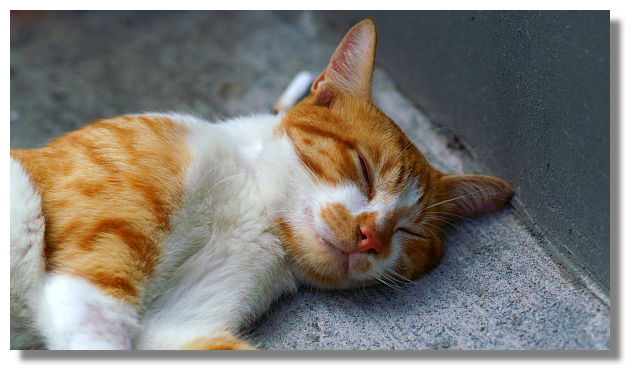 猴硐(侯硐)貓村 猴硐(侯硐)貓村