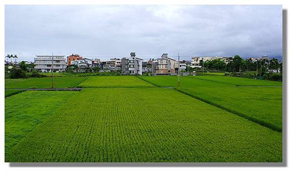 宜蘭羅東稻田景觀