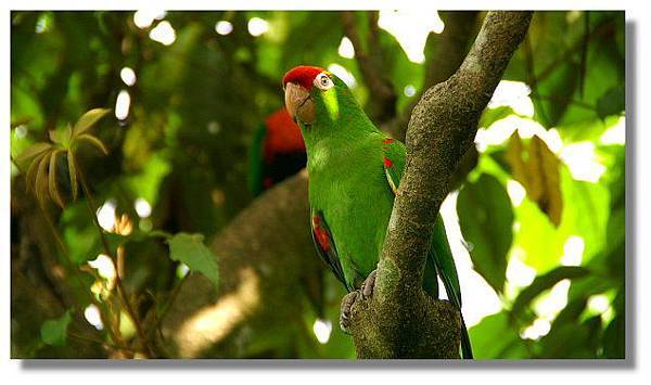 新竹綠世界生態農場紅額太陽鸚鵡