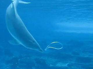 海豚吹泡泡 - 超人氣 海豚吹泡泡2.jpg