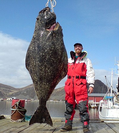 超大比目魚 2公尺 - 超大比目魚 2公尺 200公斤(1).jpg 超大比目魚 2公尺 - 超大比目魚 2公尺 200公斤(1).jpg