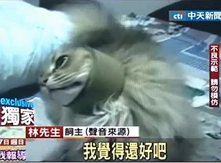 怕貓太無聊?衣夾.洗衣網.膠帶虐貓.jpg 怕貓太無聊?衣夾.洗衣網.膠帶虐貓.jpg