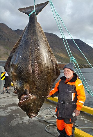 超大比目魚 可供千人食用 - 超大比目魚 2.5公尺 1.jpg