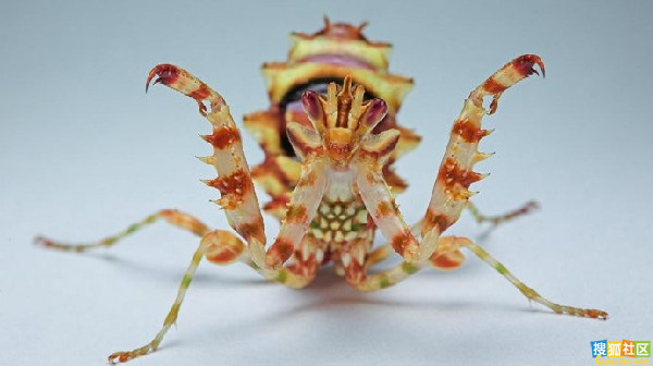 酷似外星生物的動物07.jpg 酷似外星生物的動物07.jpg