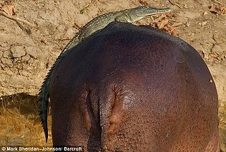 鱷魚騎河馬 - 超懶 鱷魚騎河馬1.jpg 鱷魚騎河馬 - 超懶 鱷魚騎河馬1.jpg