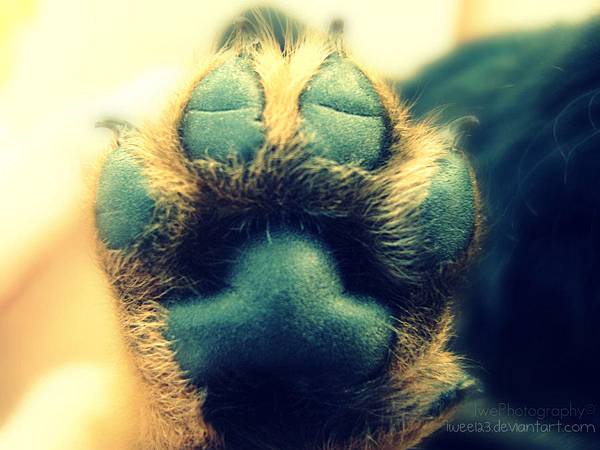 Cute_dog_paw___by_iwee123